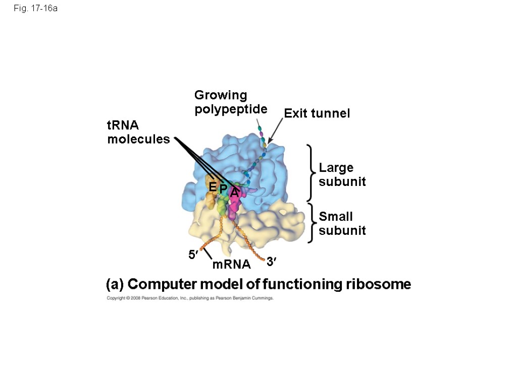 Fig. 17-16a Growing polypeptide Exit tunnel tRNA molecules Large subunit Small subunit (a) Computer